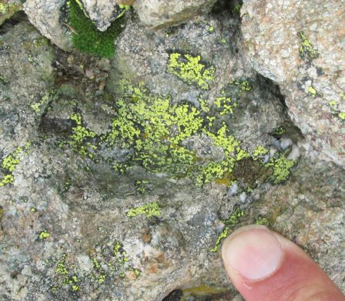 Aculepeira carbonaria