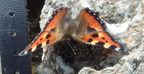 Aglais urticae