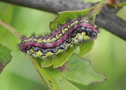 Aglaope infausta