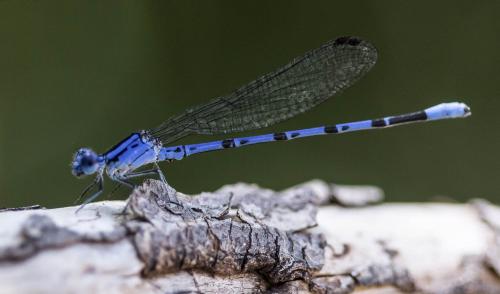 Réf. 165 660 : Argia vivida