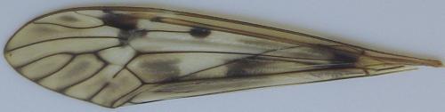 Réf. 165 098 : Tipula scripta