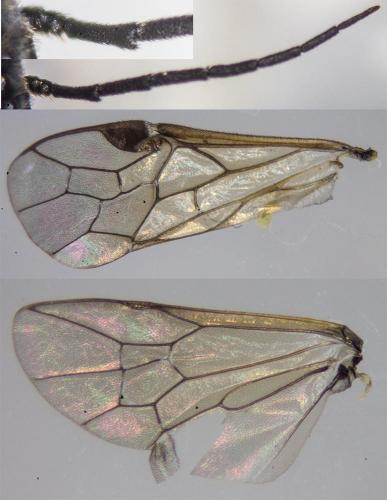 Cladius pectinicornis