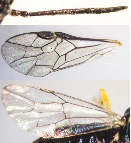 Aneugmenus coronatus