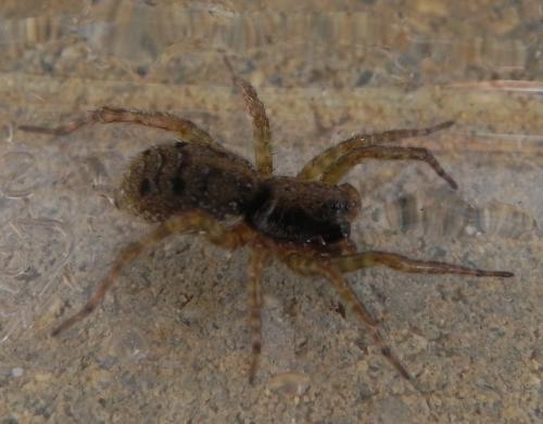 Arctosa leopardus