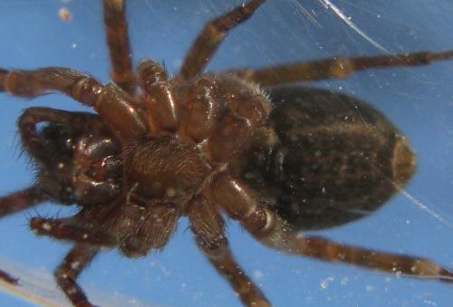 Réf. 165 352 : Amaurobius erberi