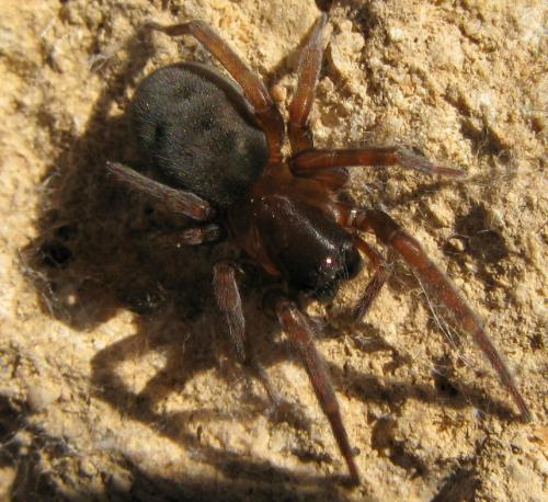 Réf. 165 353 : Amaurobius erberi