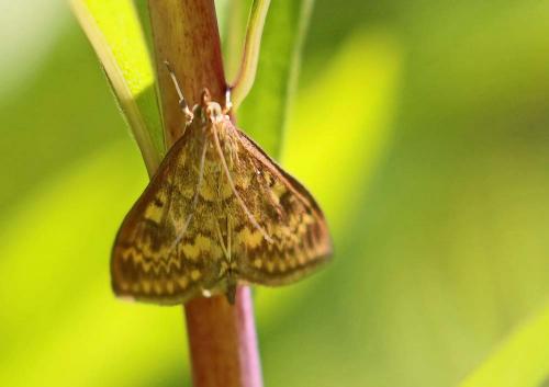 Réf. 165 469 : Ostrinia nubilalis