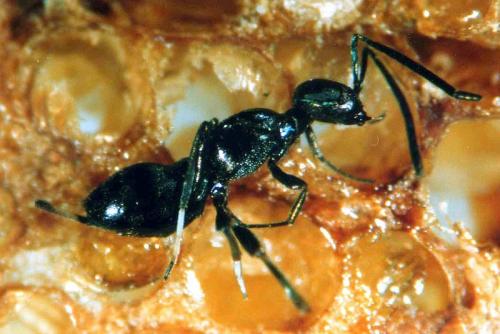 Arachnophaga picardi