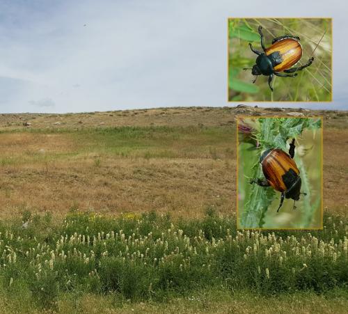 Anisoplia austriaca