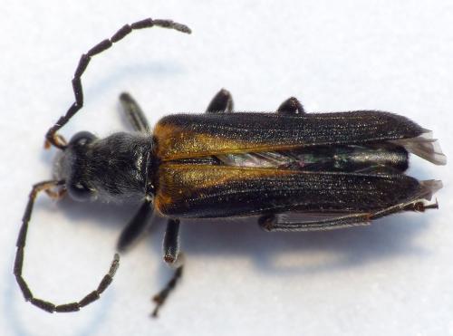 Réf. 165 898 : Anogcodes rufiventris
