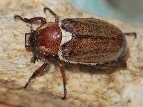 Anoxia villosa
