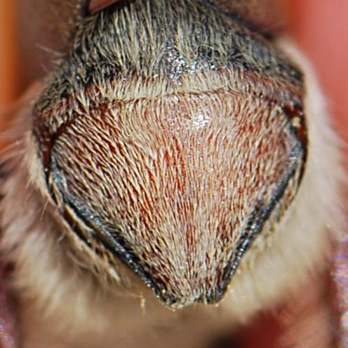 Anoxia villosa