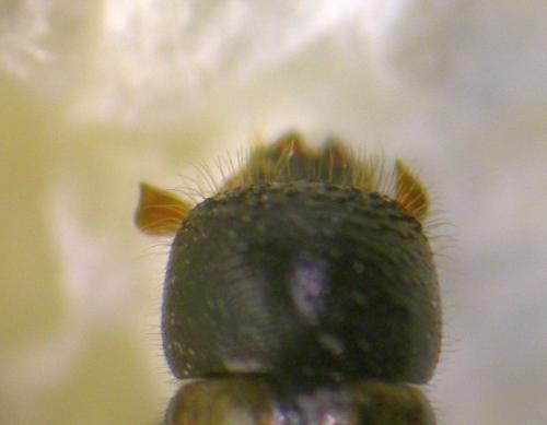 Réf. 165 895 : Trypodendron domesticum