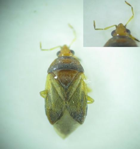 Orius laticollis