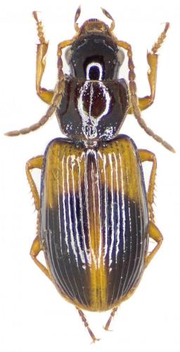 Acupalpus meridianus