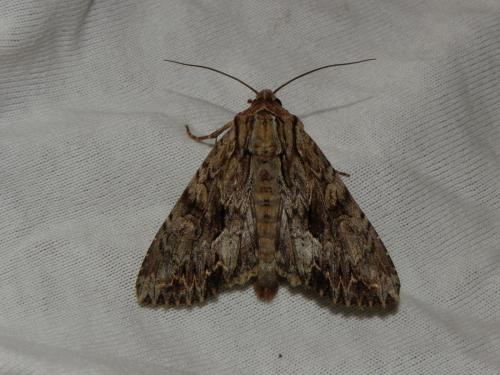 Réf. 165 925 : Apamea monoglypha