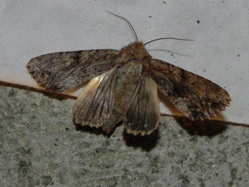 Réf. 165 928 : Apamea monoglypha