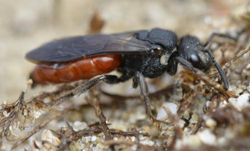 Réf. 165 278 : Sphecodes sp.