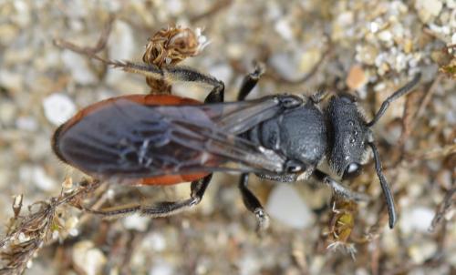Réf. 165 279 : Sphecodes sp.