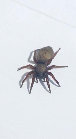 Scotophaeus sp.