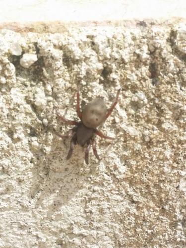 Scotophaeus sp.