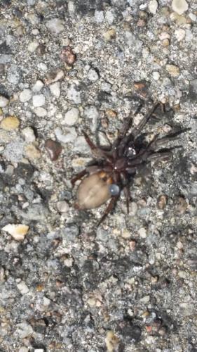 Réf. 165 484 : Scotophaeus sp.