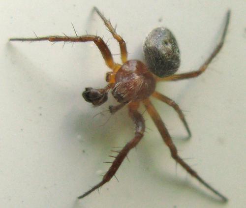 Réf. 165 094 : Araneus sp.