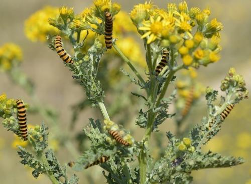 Réf. 165 503 : Tyria jacobaeae