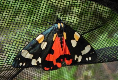 Réf. 165 723 : Callimorpha dominula