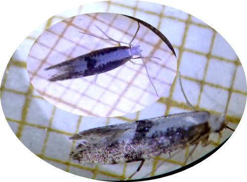 Argyresthia spinosella