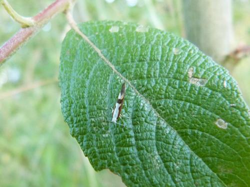 Argyresthia sp.