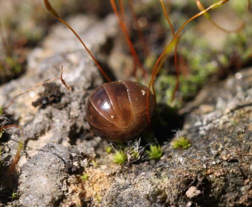 Loboglomeris pyrenaica