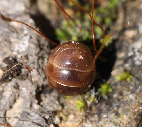 Loboglomeris pyrenaica
