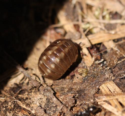 Loboglomeris pyrenaica