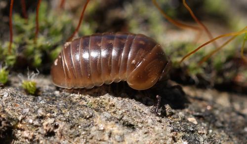 Loboglomeris pyrenaica