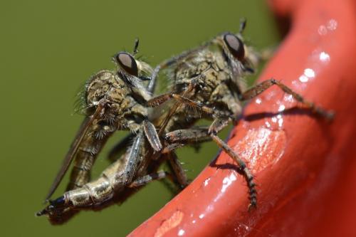 Tolmerus cingulatus