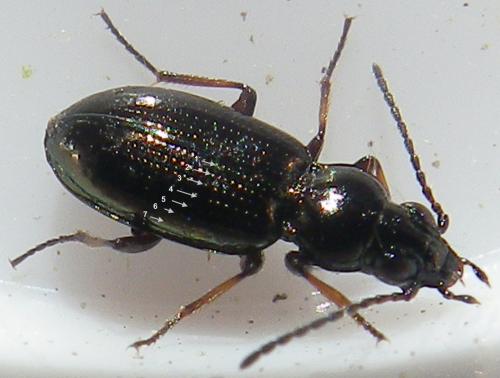 Réf. 165 208 : Bembidion properans