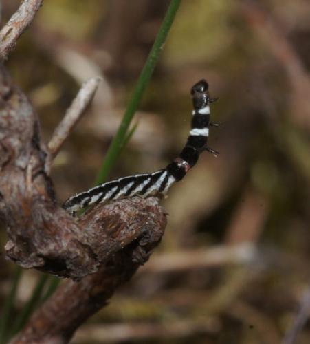 Helcystogramma sp.