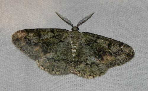 Réf. 165 615 : Cleorodes lichenaria