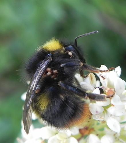 Réf. 165 533 : Bombus pratorum