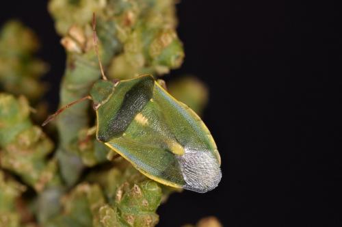 Réf. 165 178 : Brachynema purpureomarginatum purpureomarginatum