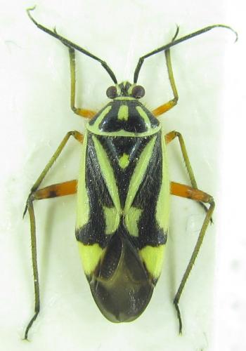 Brachycoleus steini