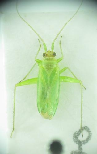 Brachynotocoris puncticornis