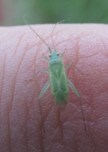 Brachynotocoris puncticornis