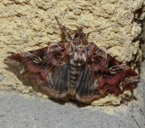 Callopistria juventina