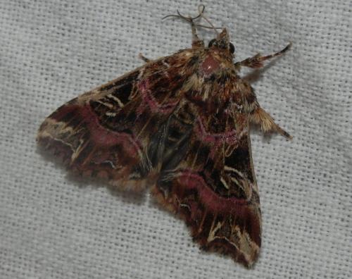 Callopistria juventina