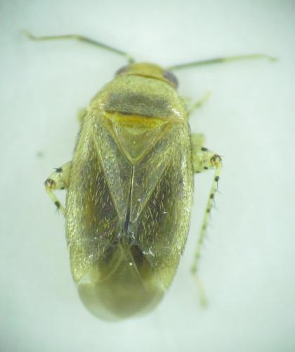 Réf. 165 939 : Campylomma simillimum