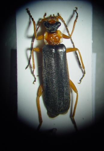 Podabrus alpinus