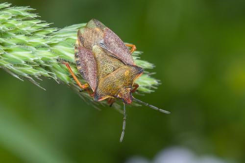 Carpocoris mediterraneus atlanticus
