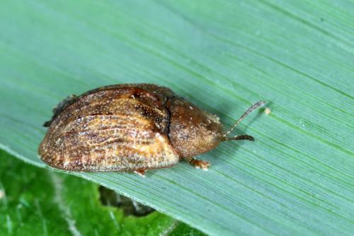 Réf. 165 767 : Hypocassida subferruginea
